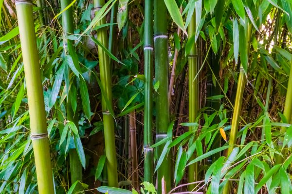 Bamboo Trimming in Salinas
