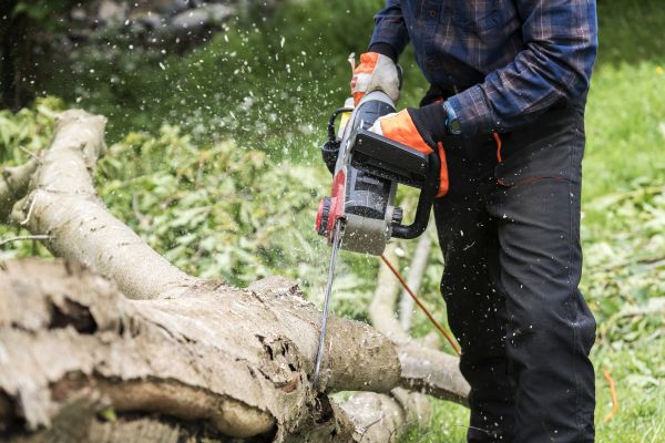 Branch Removal Service in Salinas