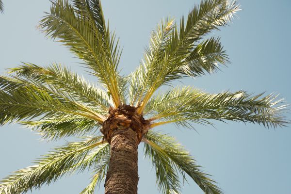 Palm Tree Pruning in Salinas