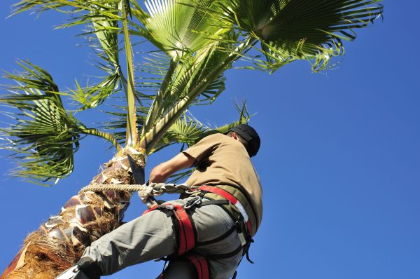 Palm Tree Trimming in Salinas