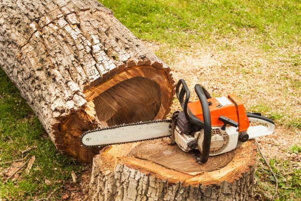 Tree Cutting Service in Salinas