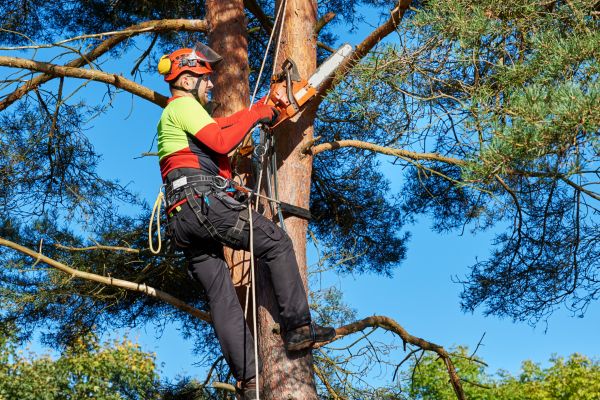 Tree Service in Salinas