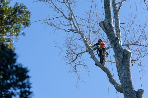 Tree Topping Service in Salinas