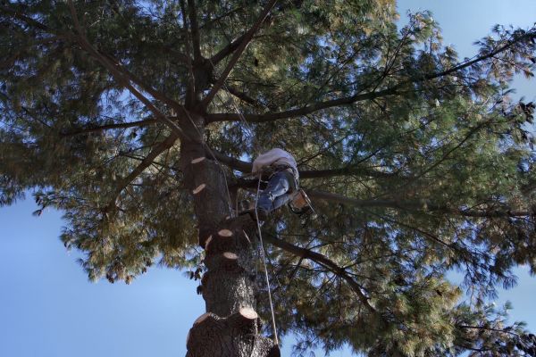 Trimming Service in Salinas