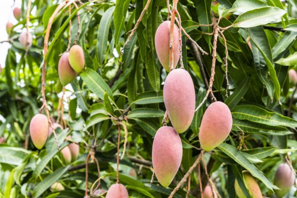 Mango Tree Trimming in Salinas
