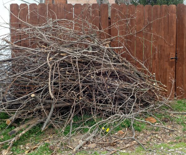 Dead Branch Removal in Salinas