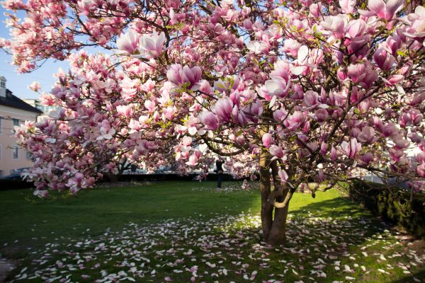 Ornamental Tree Pruning in Salinas