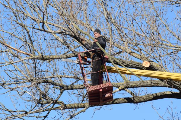 Emergency Tree Trimming in Salinas