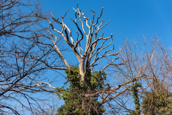 Deadwood Removal in Salinas