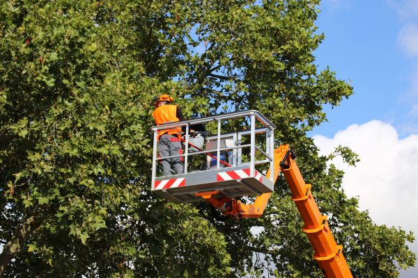 Commercial Tree Service in Salinas