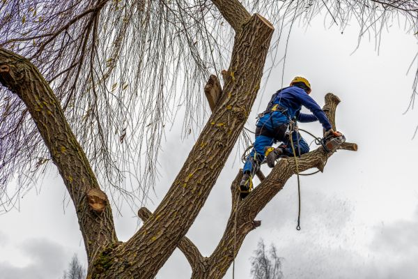 Tree Maintenance Service in Salinas
