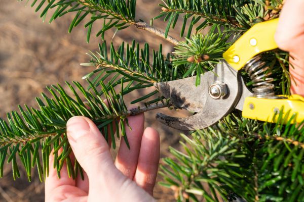 Pine Tree Pruning in Salinas
