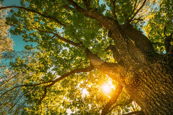 Cost of Oak Tree Pruning in Salinas