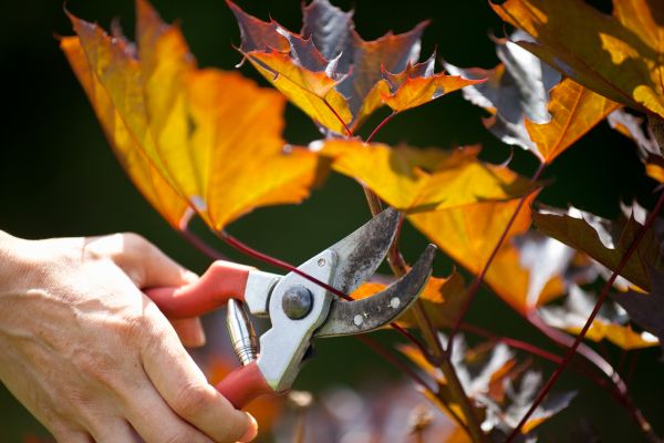 Cost of Maple Tree Pruning in Salinas