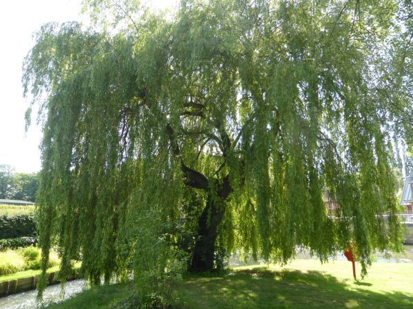 Willow Tree Trimming in Salinas