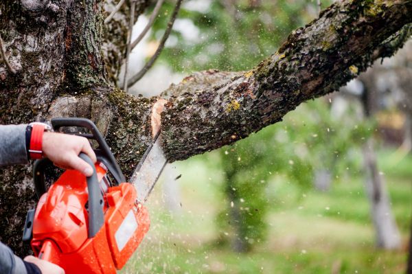 Cost of Tree Limbs Removal in Salinas