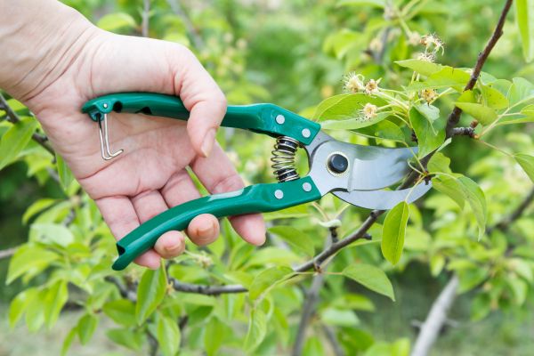 Cost of Pear Tree Pruning in Salinas