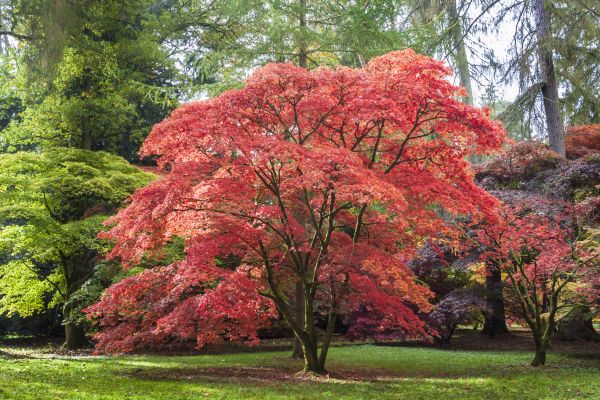Japanese Maple Pruning in Salinas