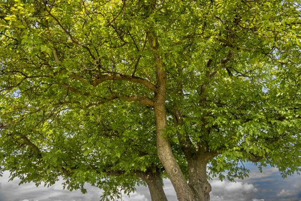 Walnut Tree Trimming in Salinas
