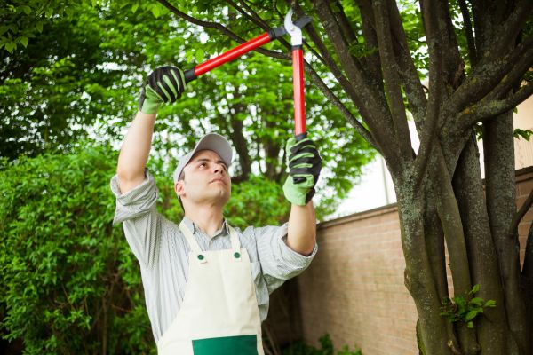 Tree Limb Pruning in Salinas