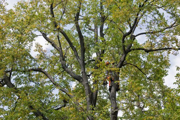 Tree Crown Shaping in Salinas