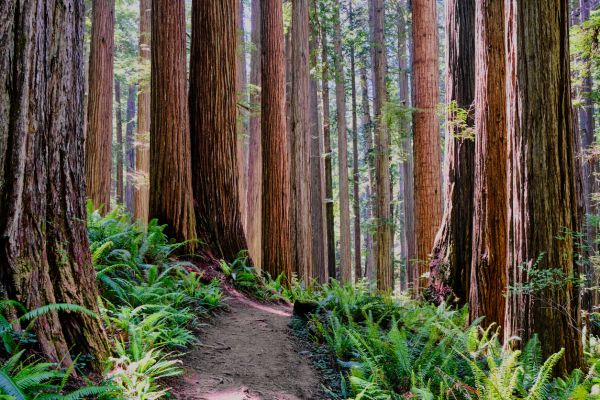 Redwood Tree Trimming in Salinas