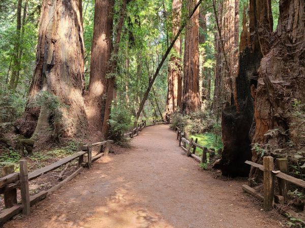 Redwood Tree Pruning in Salinas