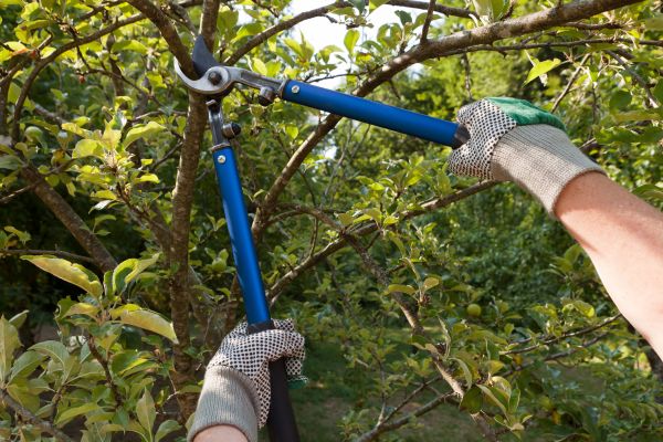 Residential Tree Pruning in Salinas