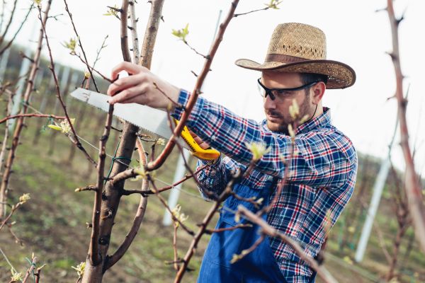 Orchard Tree Pruning in Salinas