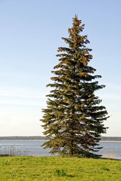 Spruce Tree Pruning in Salinas