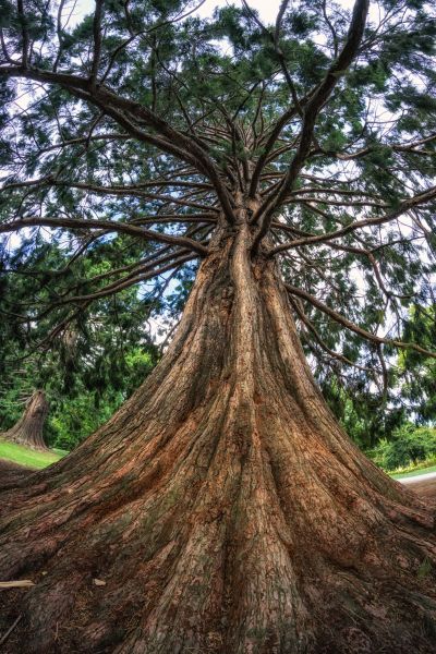 Cedar Tree Pruning in Salinas
