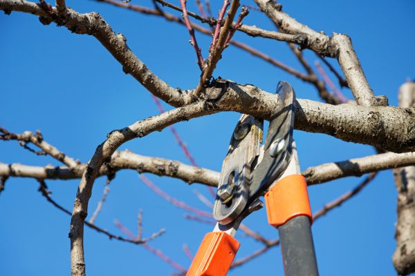 Peach Tree Trimming in Salinas