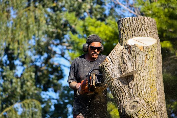Ash Tree Pruning in Salinas