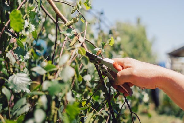 Birch Tree Pruning in Salinas