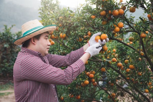 Orange Tree Pruning in Salinas