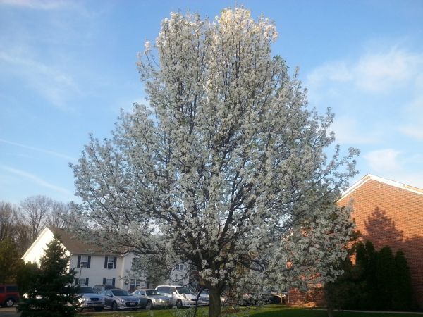 Bradford Pear Tree Pruning in Salinas