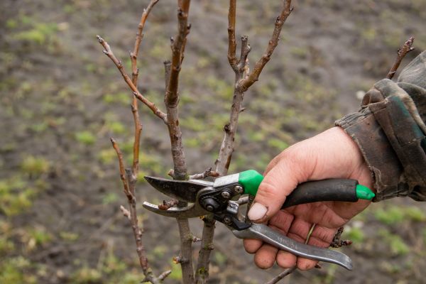 Cost of Pear Trees Pruning in Salinas