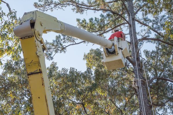 Limbs Trimming in Salinas