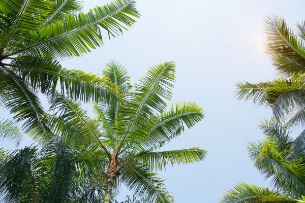 Queen Palm Tree Trimming in Salinas