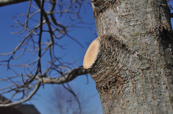 Limb Pruning in Salinas
