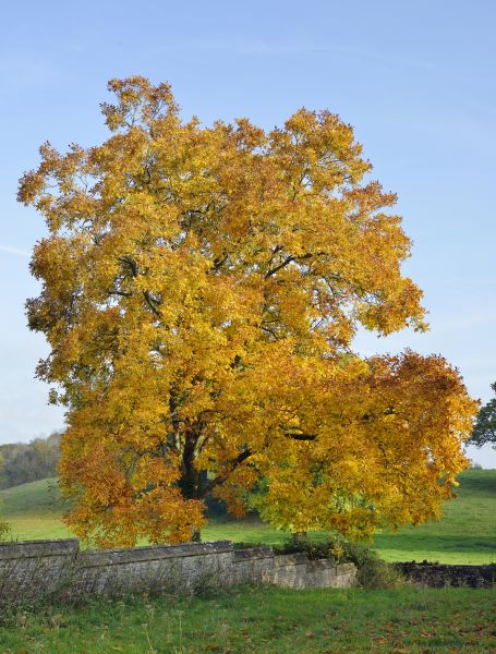 Hickory Tree Trimming in Salinas
