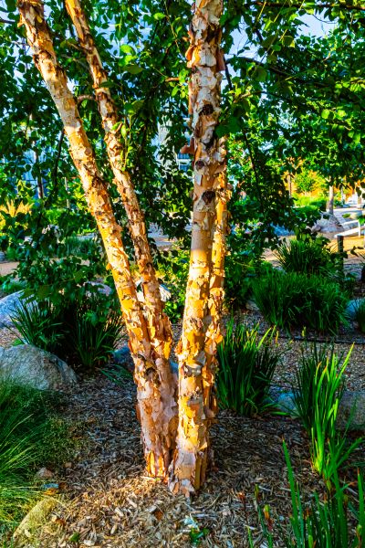 River Birch Trimming in Salinas