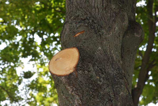 Limb Cutting in Salinas