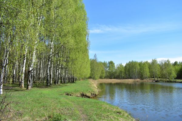 River Birch Pruning in Salinas