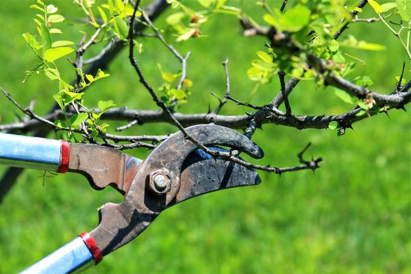 Branches Pruning in Salinas