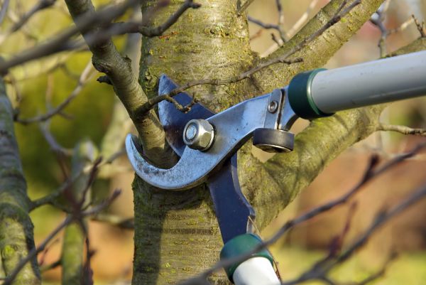 Tree Limb Trimming Service in Salinas