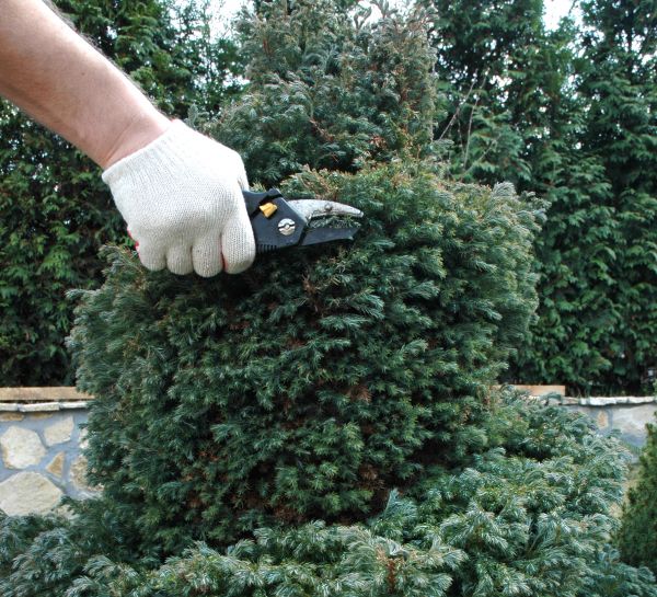 Ornamental Tree Trimming in Salinas