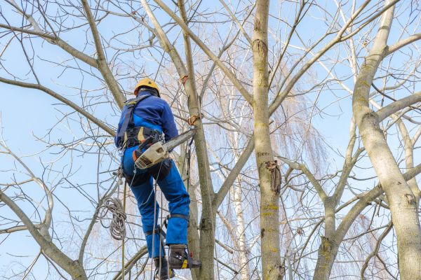 Large Tree Trimming in Salinas