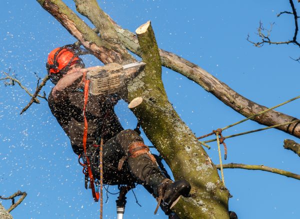 Tree Trimming Service in Salinas