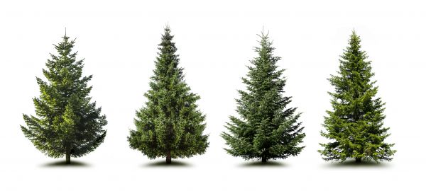Cost of Pine Tree Trimming in Salinas
